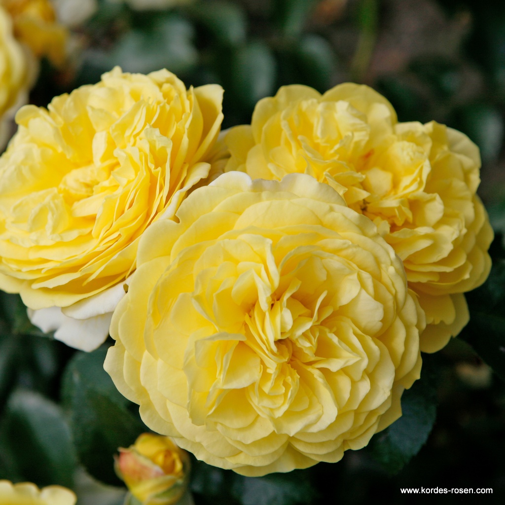 Artikelbild 1 des Artikels Solero® Solero®