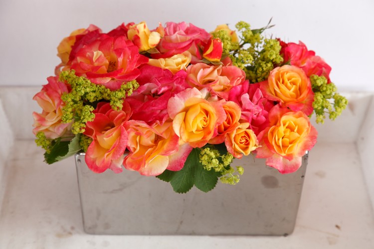 Firebird® aus der Fantasia® Kollektion