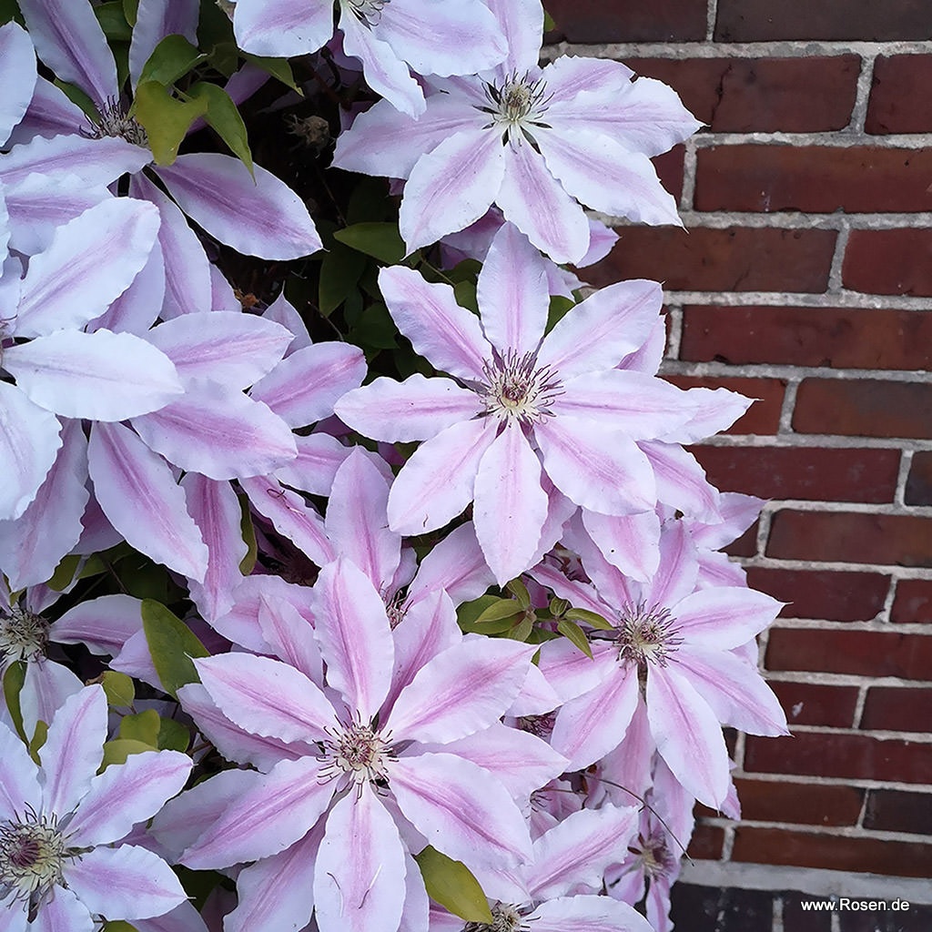 Artikelbild 1 des Artikels Clematis 'Nelly Moser' Clematis 'Nelly Moser'