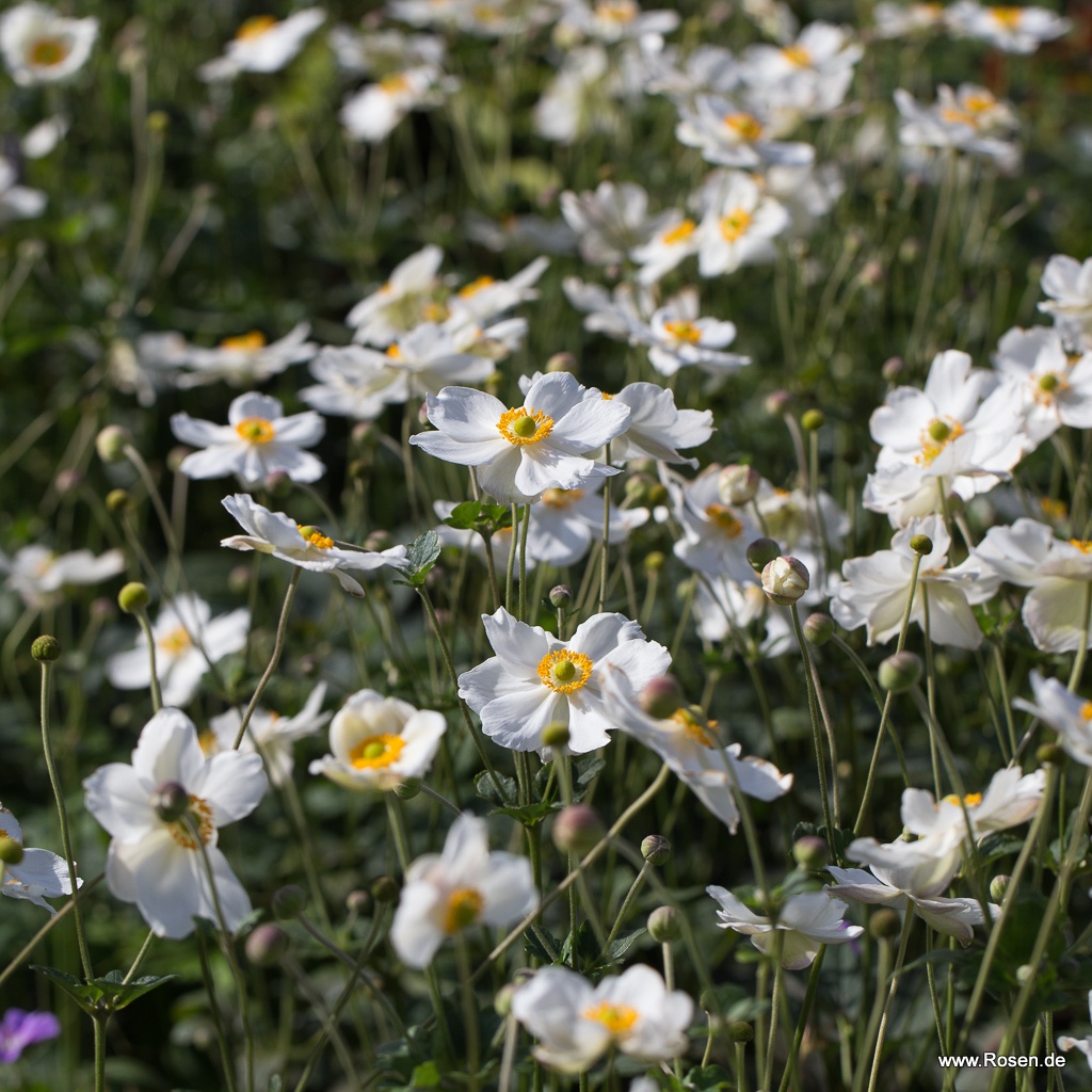 Artikelbild 2 des Artikels Japan Herbst-Anemone 'Honorine Jobert' Japan Herbst-Anemone 'Honorine Jobert'