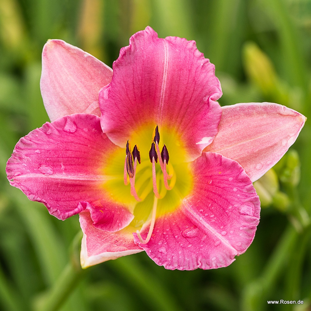 Taglilie 'Final Touch'