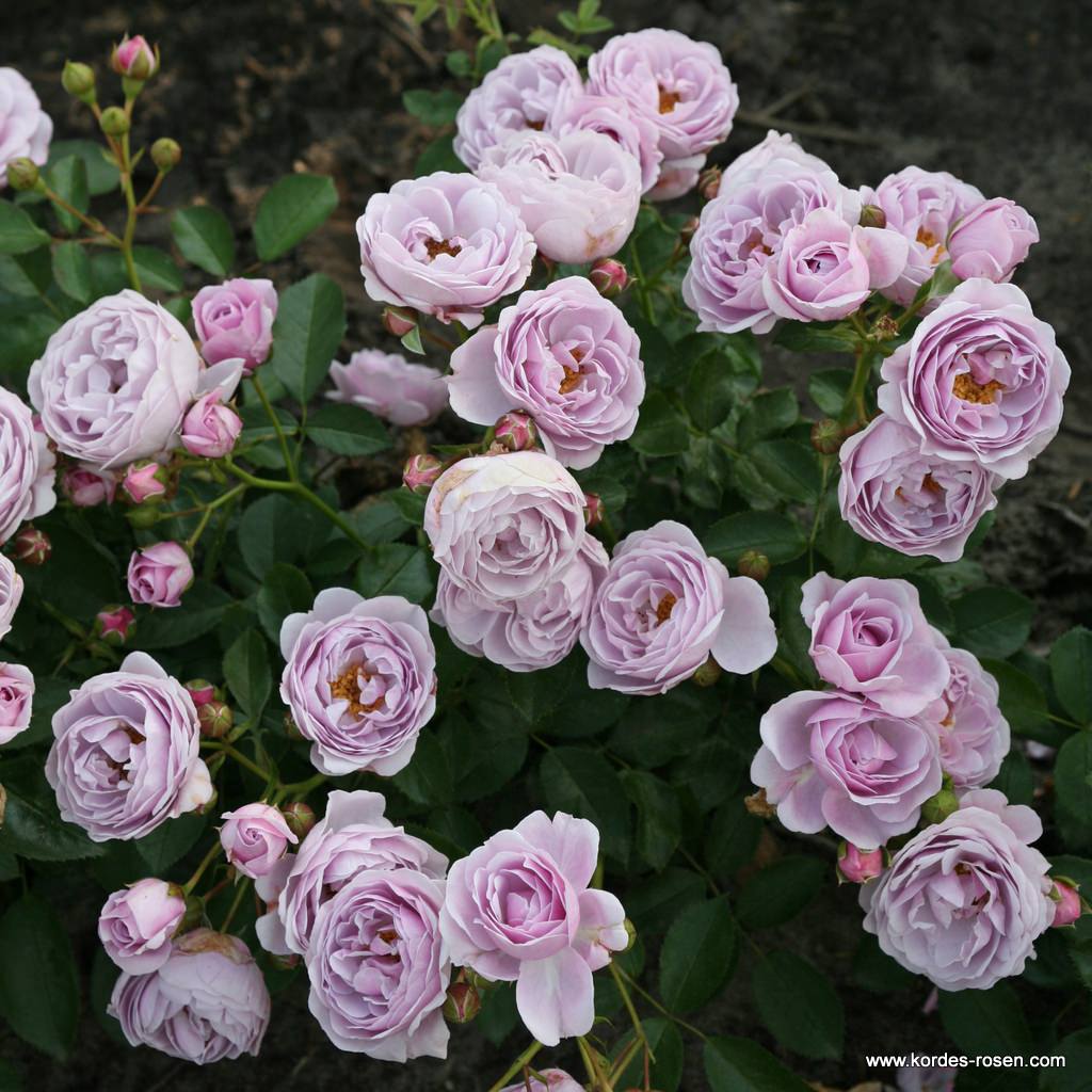 Artikelbild 6 des Artikels Nautica® Nautica®