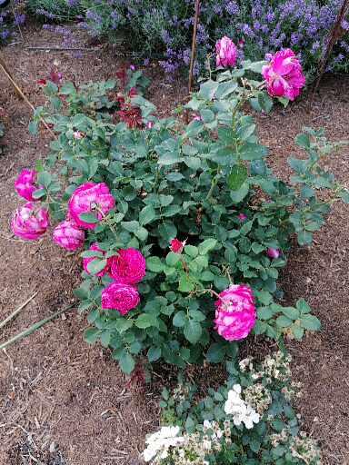 Caroline rose perfume 2025