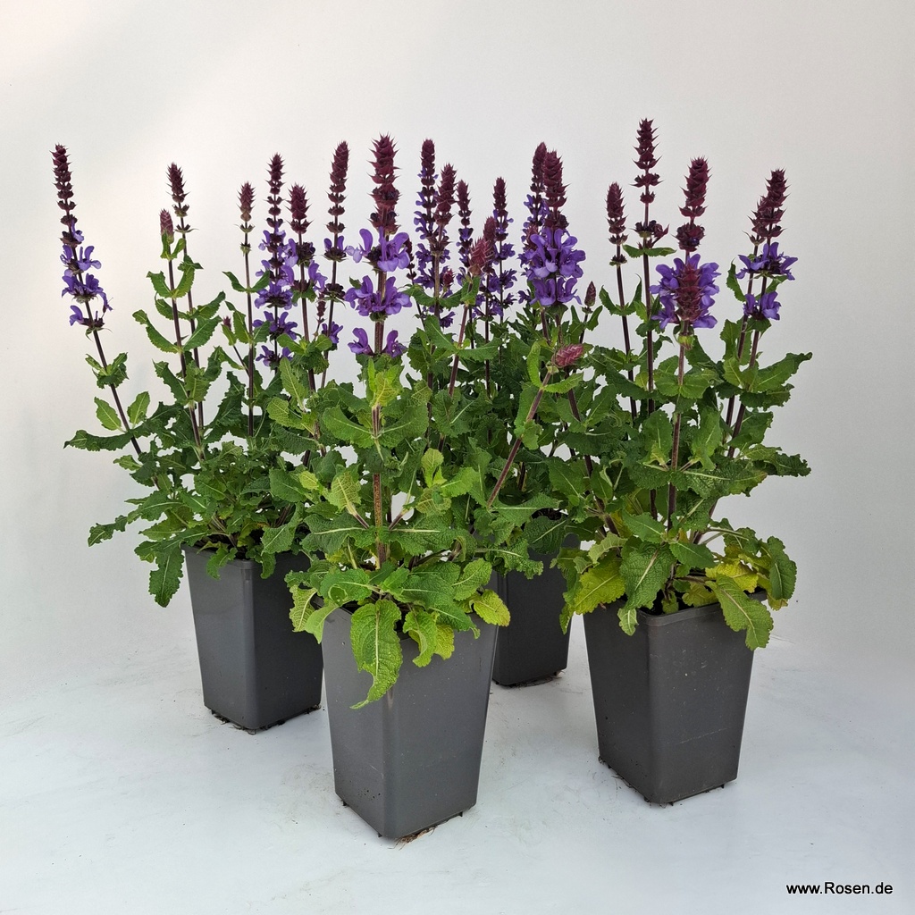 4er-Set Ziersalbei ‘Marvel Dark Blue'