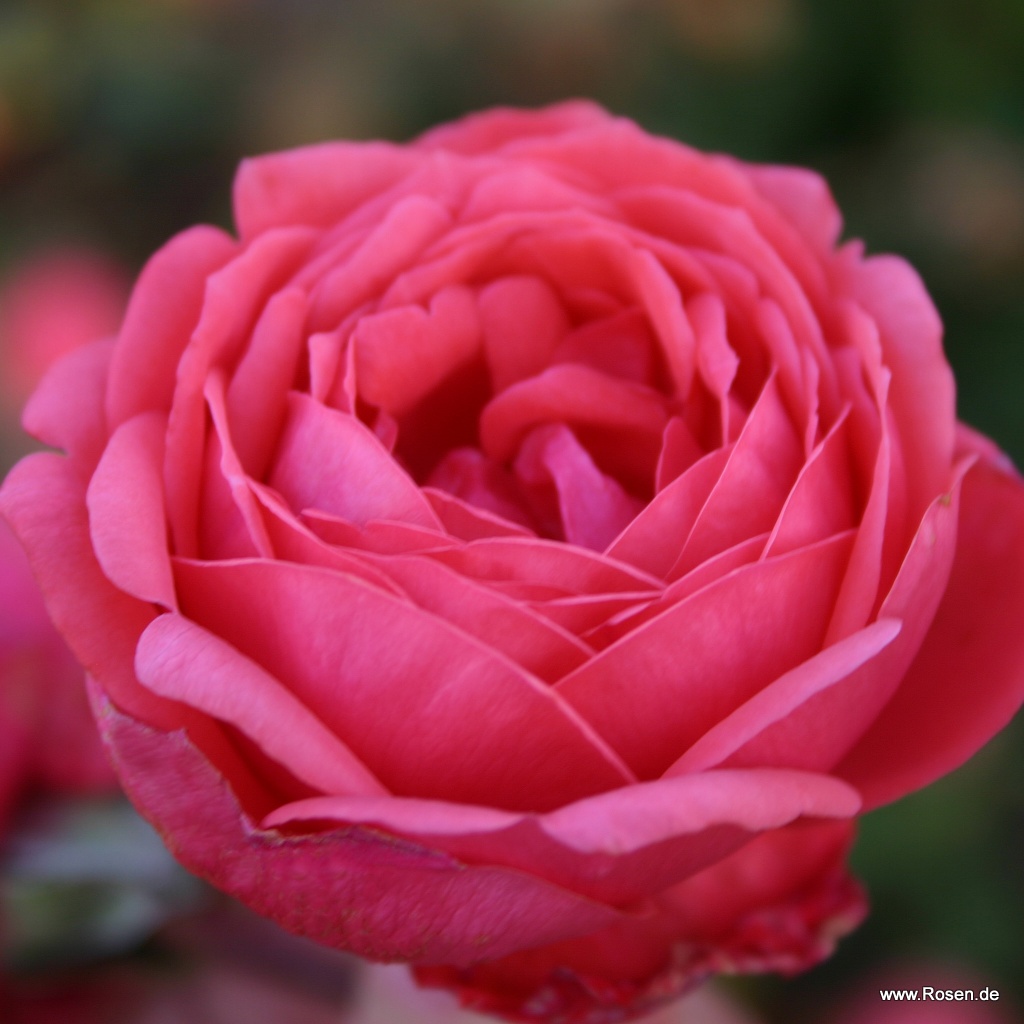 Gartenprinzessin Marie-José