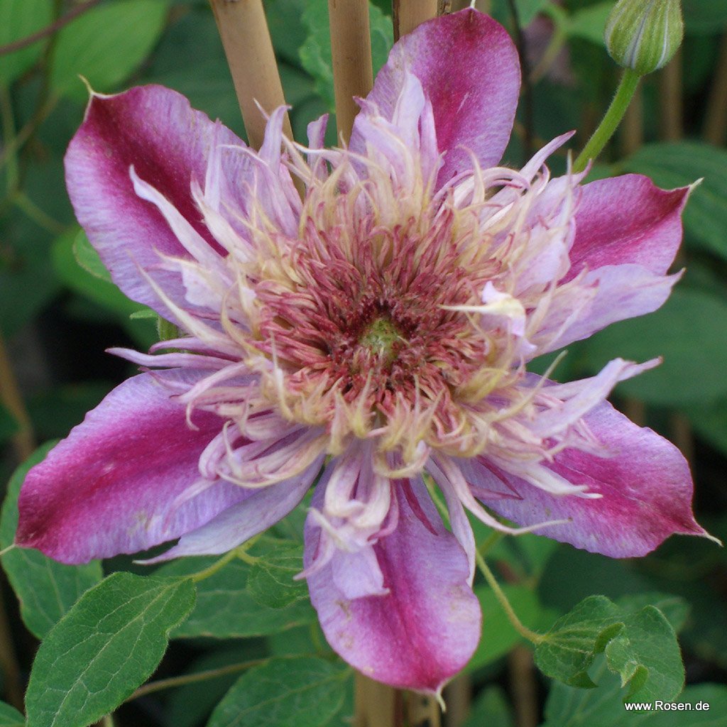 Clematis 'Josephine' TM Evijohill (N)