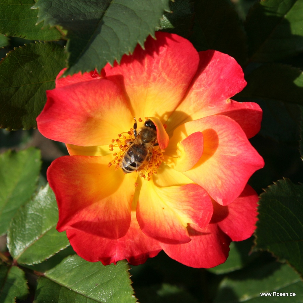 Artikelbild 1 des Artikels Summer of Love® Summer of Love®