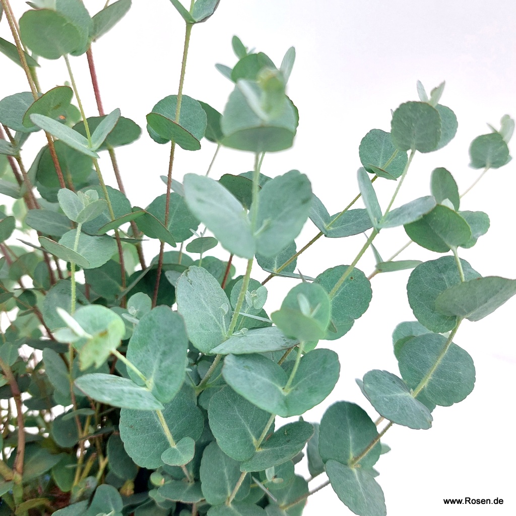 Eukalyptus 'Blaue Liebe'