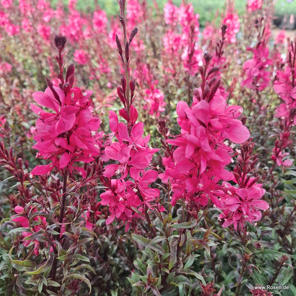 Prachtkerze 'Gaudi Red'