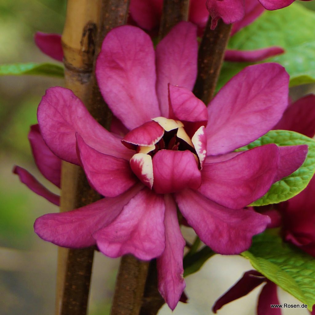 Chinesischer Gewürzstrauch 'Hartlage Wine' 5-Liter