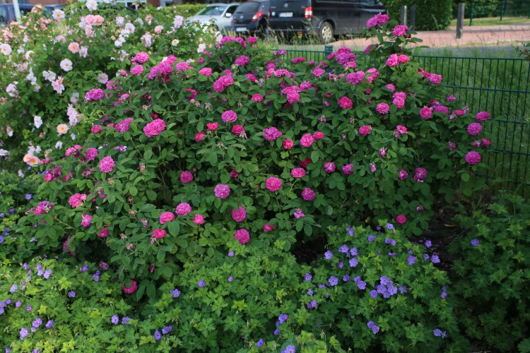 Historische Rose Rose de Resht