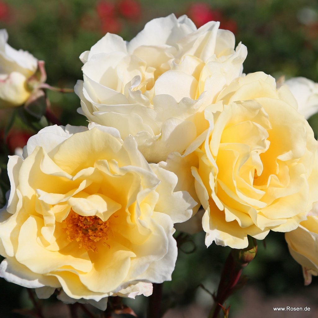 Artikelbild 1 des Artikels Mentor®-Rose Mentor®-Rose