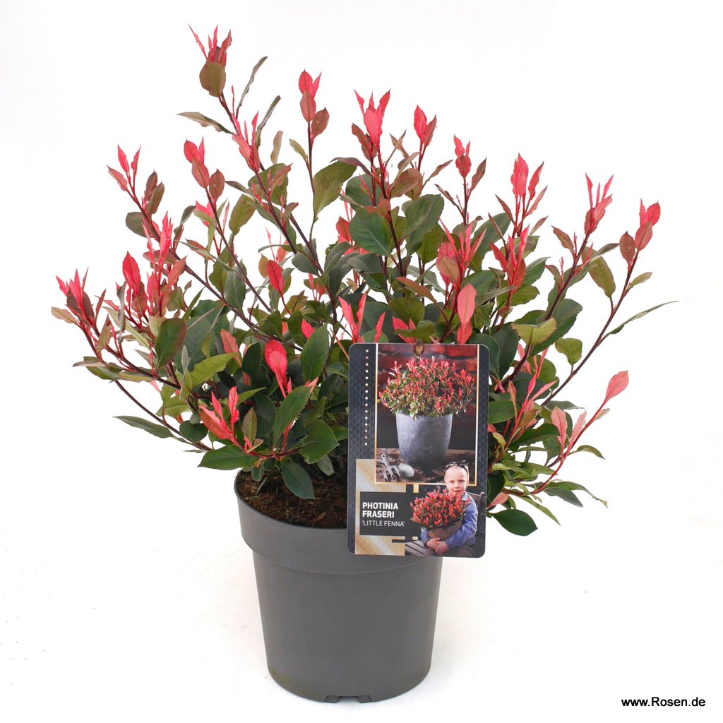 Glanzmispel 'Little Fenna' (pbr)