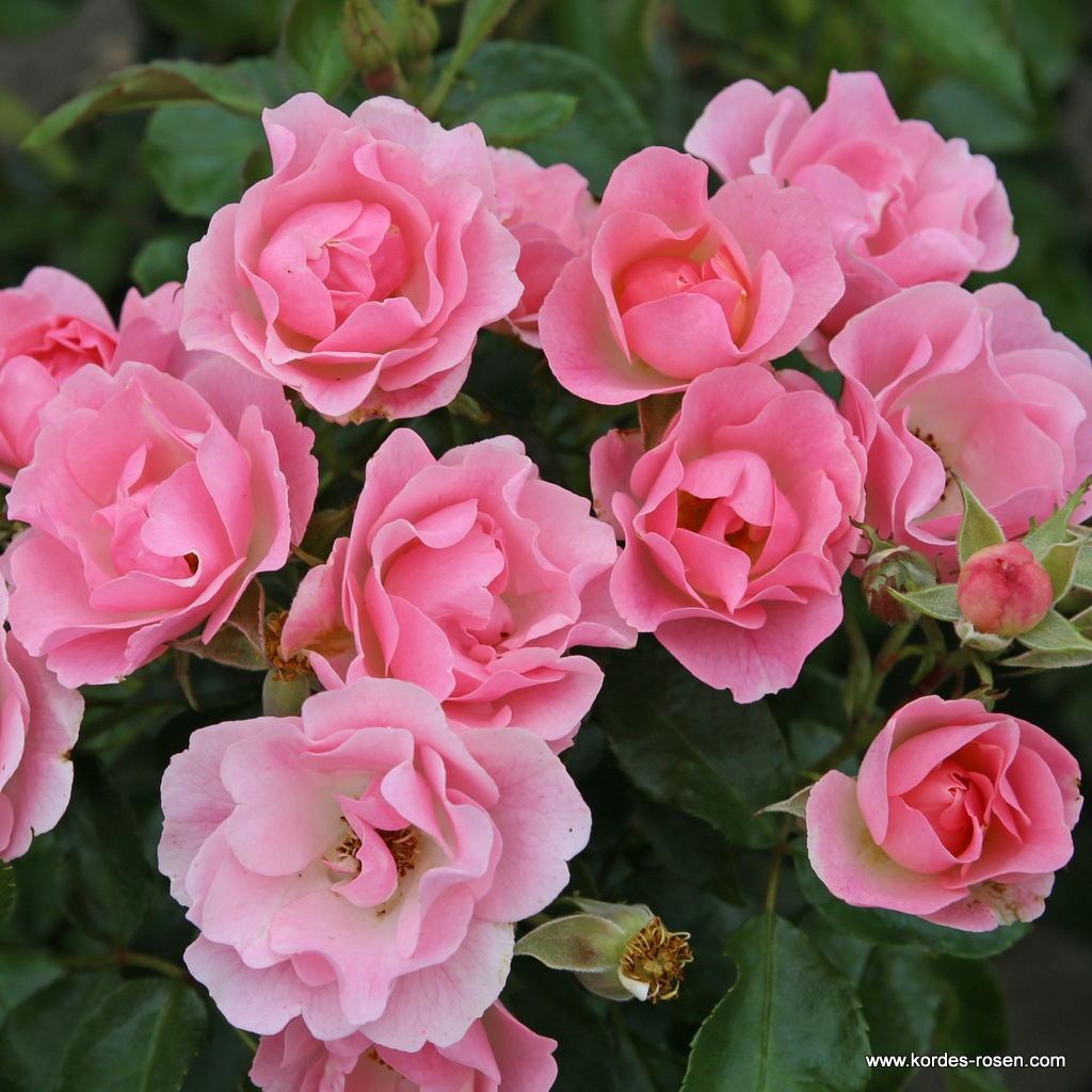 Artikelbild 2 des Artikels Roselina® Roselina®
