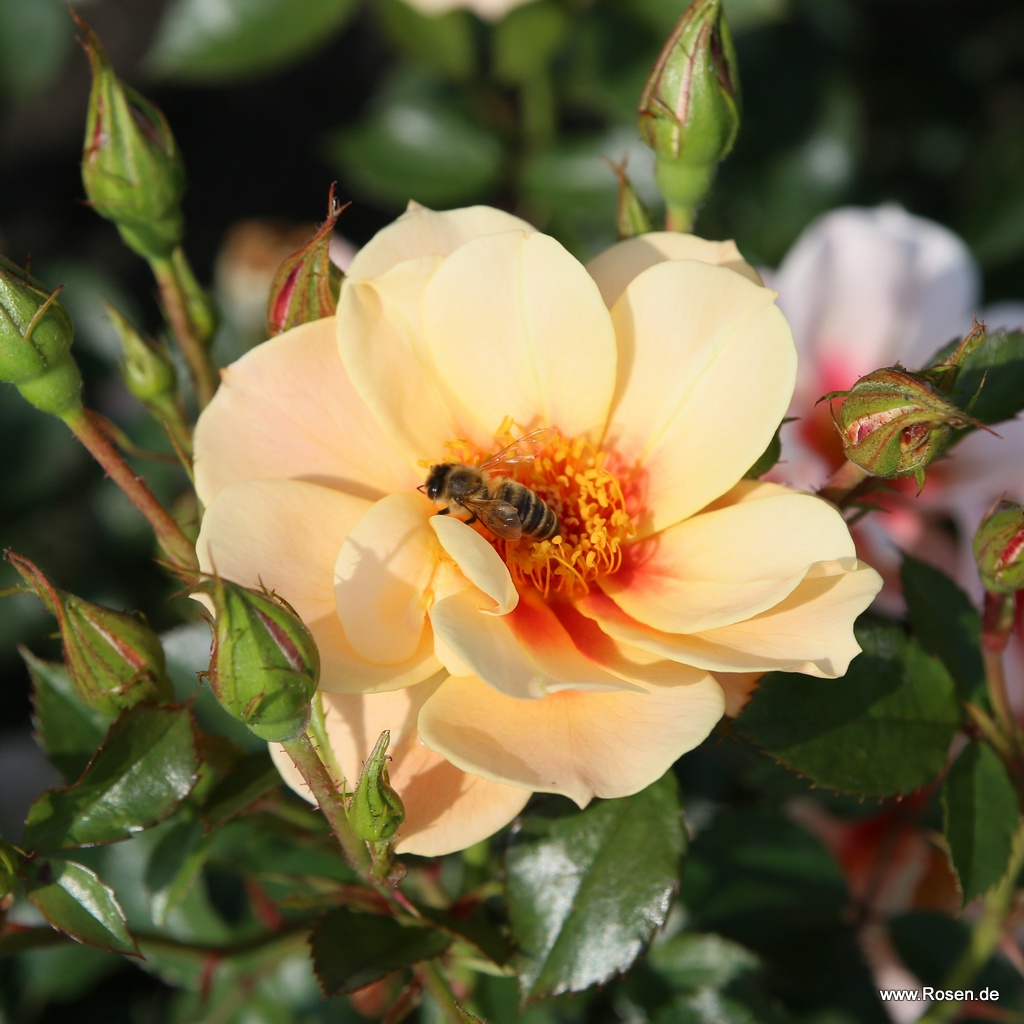 Marzipan® | Kordes Rosen