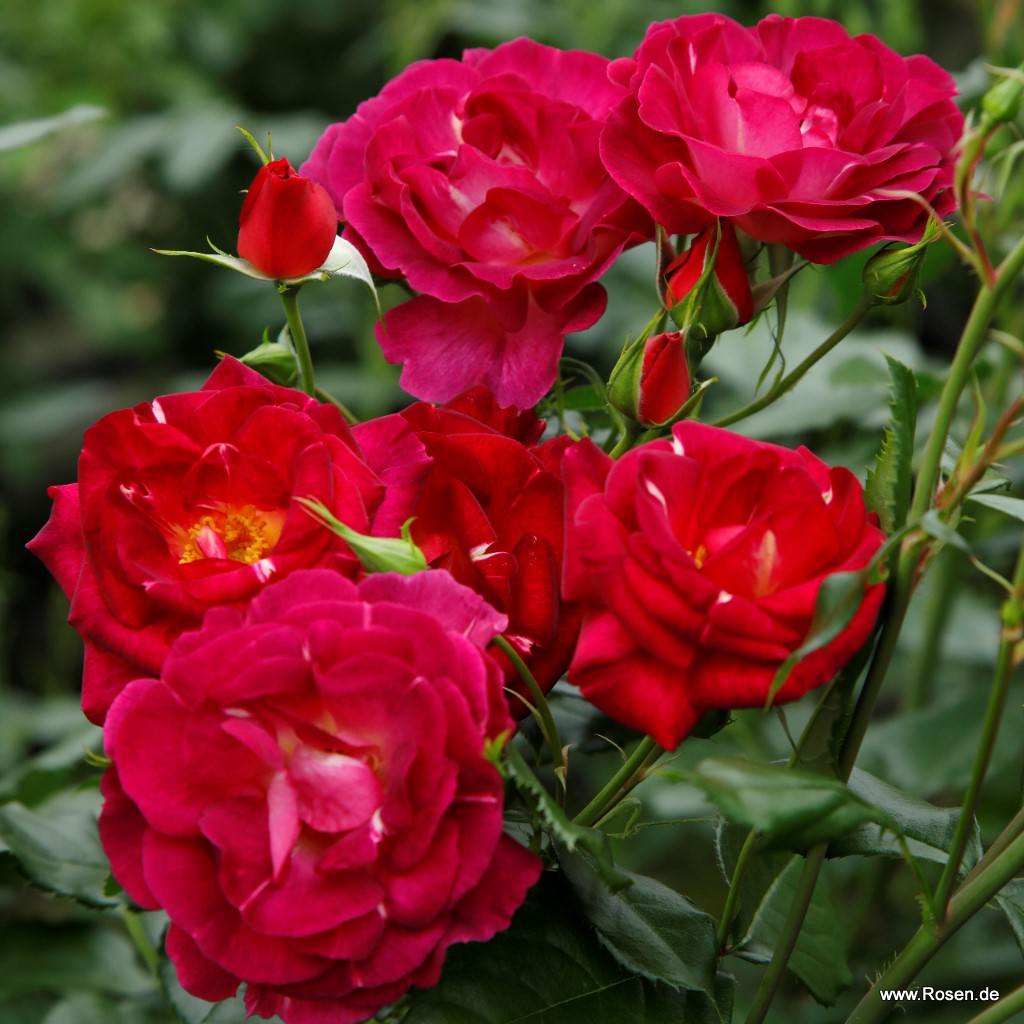 Artikelbild 5 des Artikels Ile de Fleurs / Max Reinhardt-Rose Ile de Fleurs / Max Reinhardt-Rose