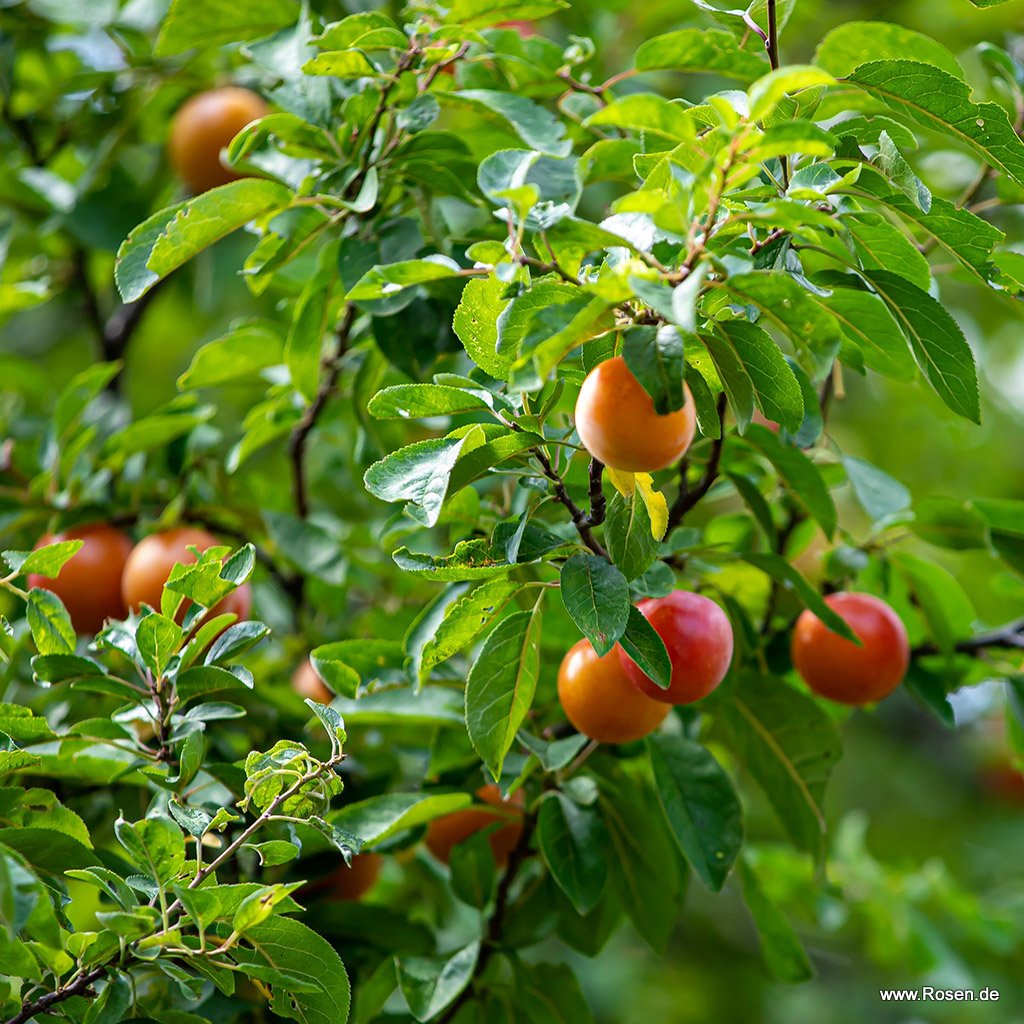 Zwerg-Aprikose 'Orange Beauty'