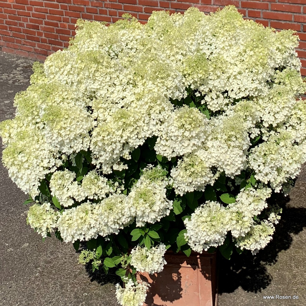 Artikelbild 4 des Artikels Zwerg-Rispenhortensie 'Bobo'® Zwerg-Rispenhortensie 'Bobo'®