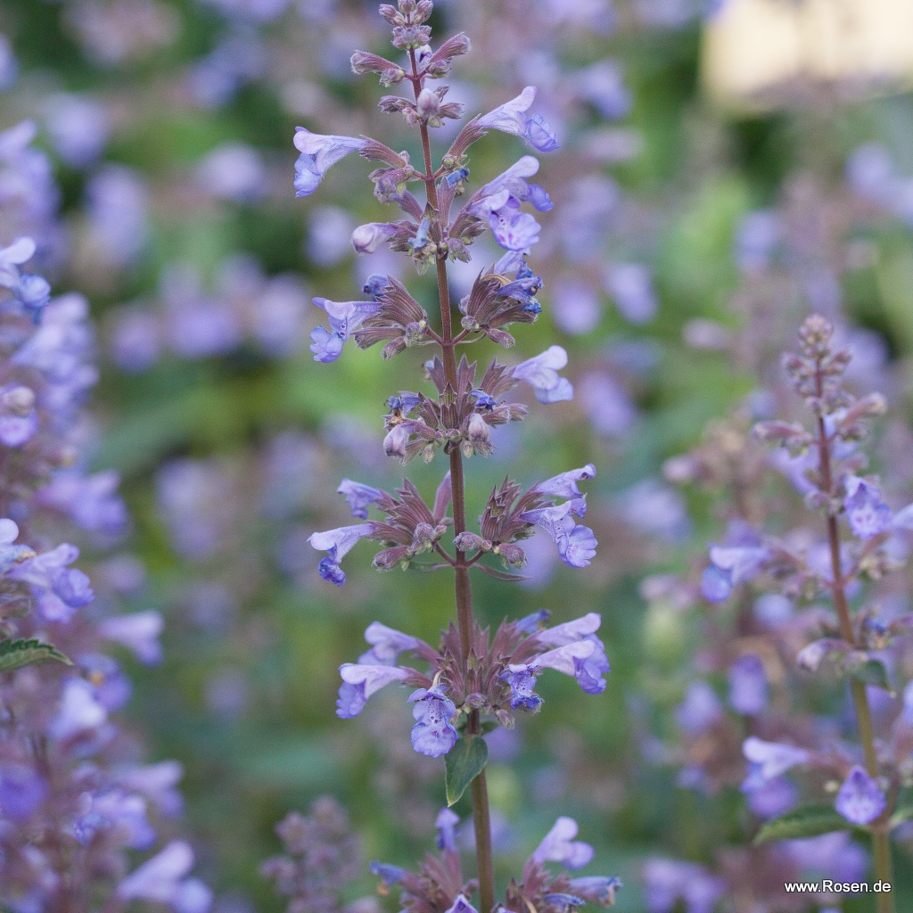 Katzenminze ‘Blue Danube‘