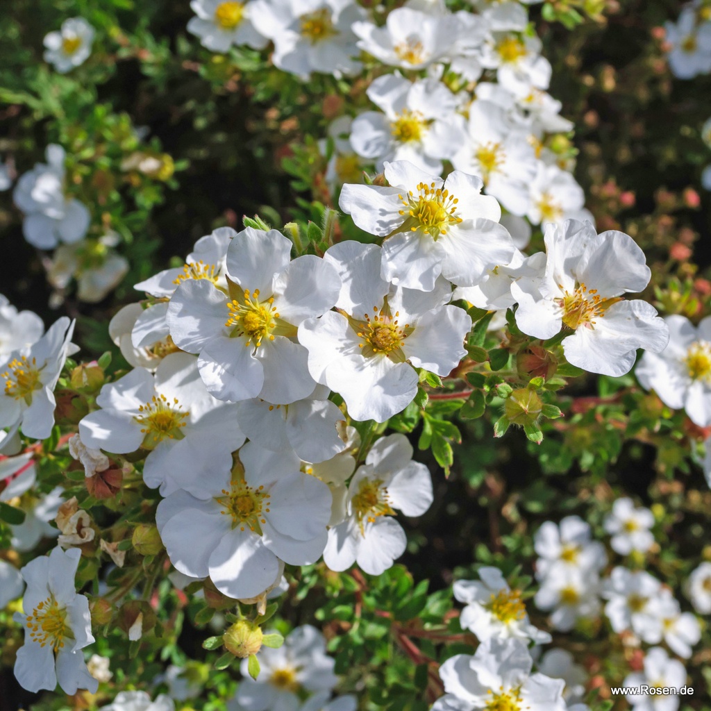 Artikelbild 1 des Artikels Fünffingerstrauch 'Manchu' Fünffingerstrauch 'Manchu'