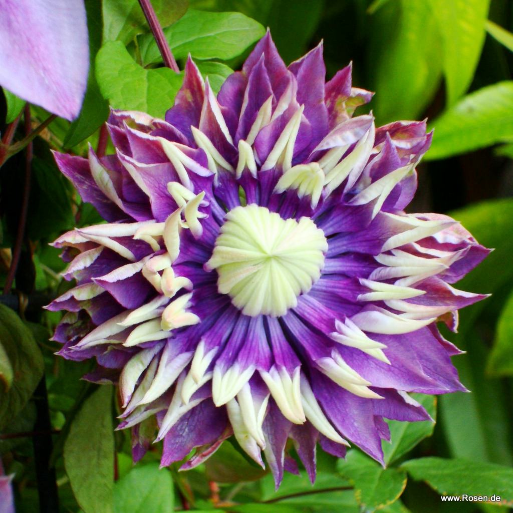 Artikelbild 1 des Artikels Clematis 'Taiga'® Clematis 'Taiga'®