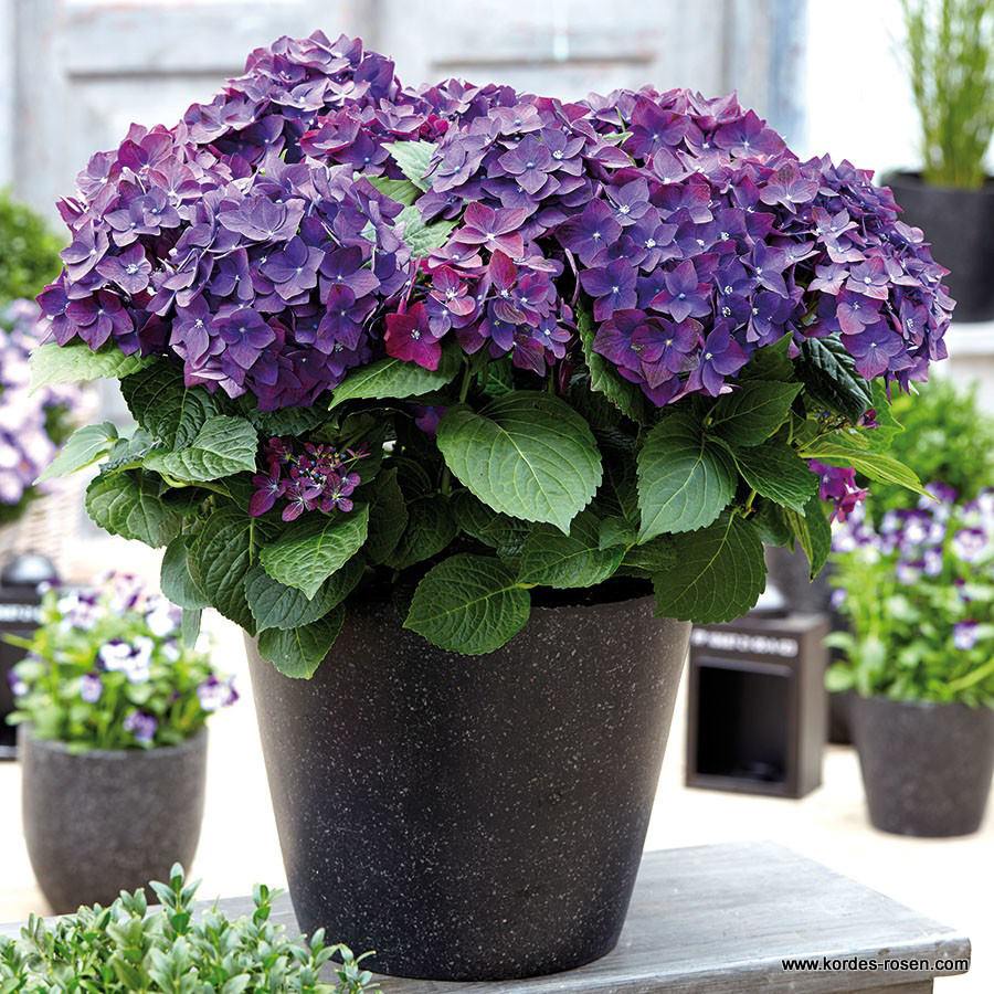 Bauern-Hortensie 'Deep Purple Dance'®