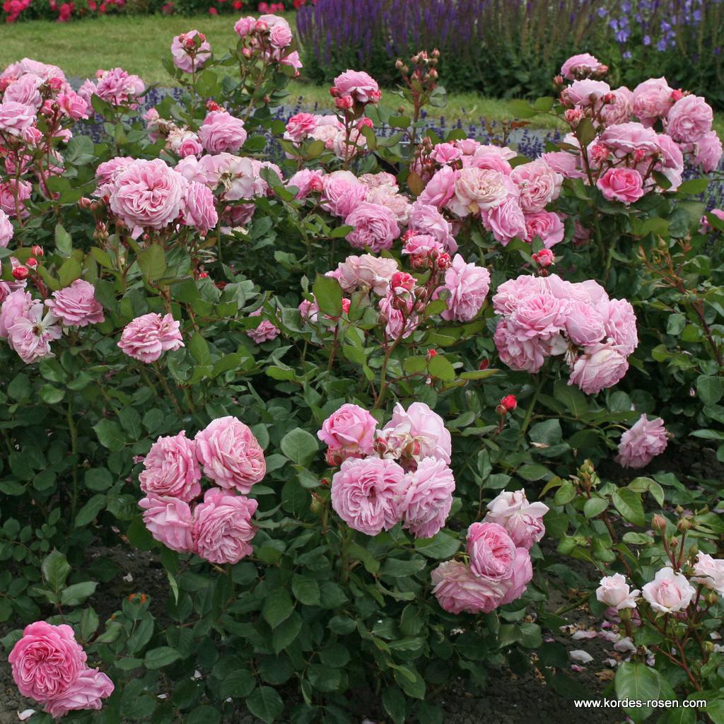 Artikelbild 7 des Artikels Rosengräfin Marie Henriette® Rosengräfin Marie Henriette®