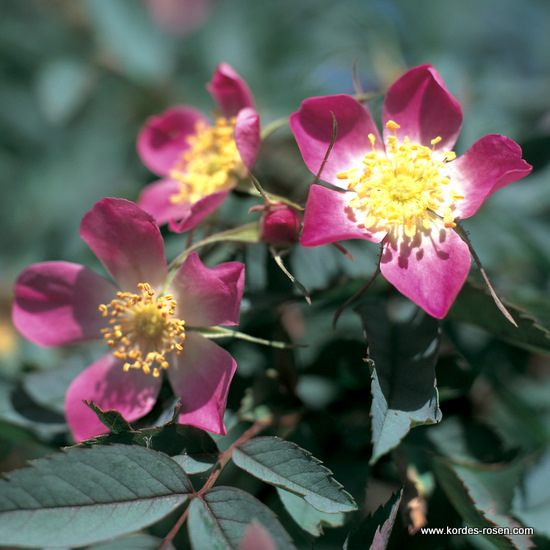 Rosa Glauca (Rubrifolia), Hecht-Rose
