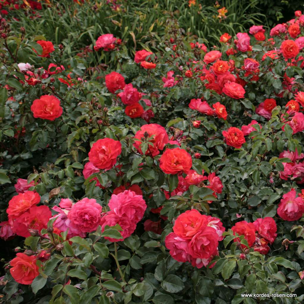 Artikelbild 6 des Artikels Gebrüder Grimm® Gebrüder Grimm®