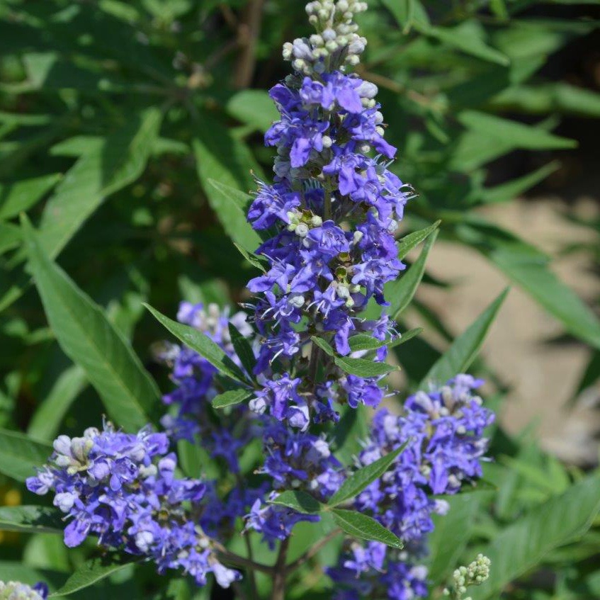 Mönchspfeffer 'Blue Puffball'