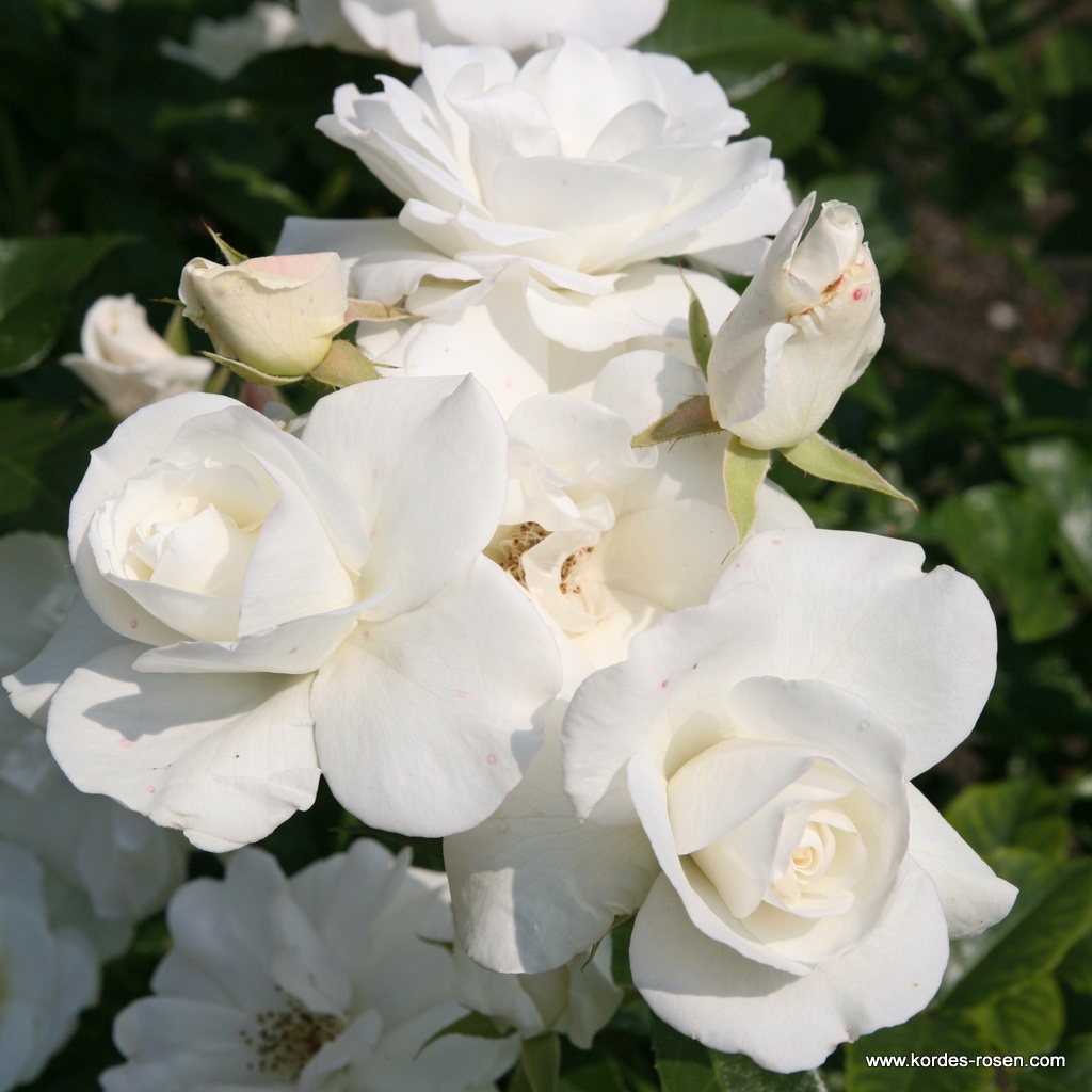 Artikelbild 2 des Artikels Schneewittchen® Schneewittchen®