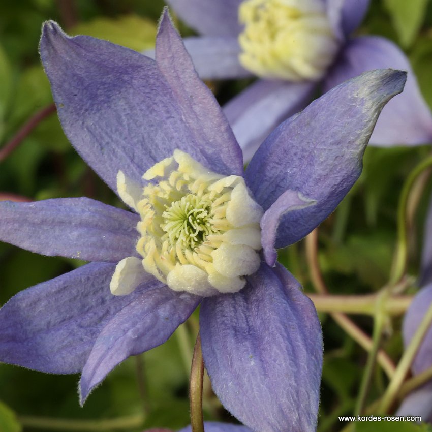 Clematis 'Frances Rivis'
