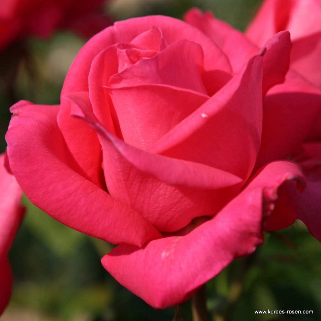 Artikelbild 6 des Artikels Cherry Lady® Cherry Lady®