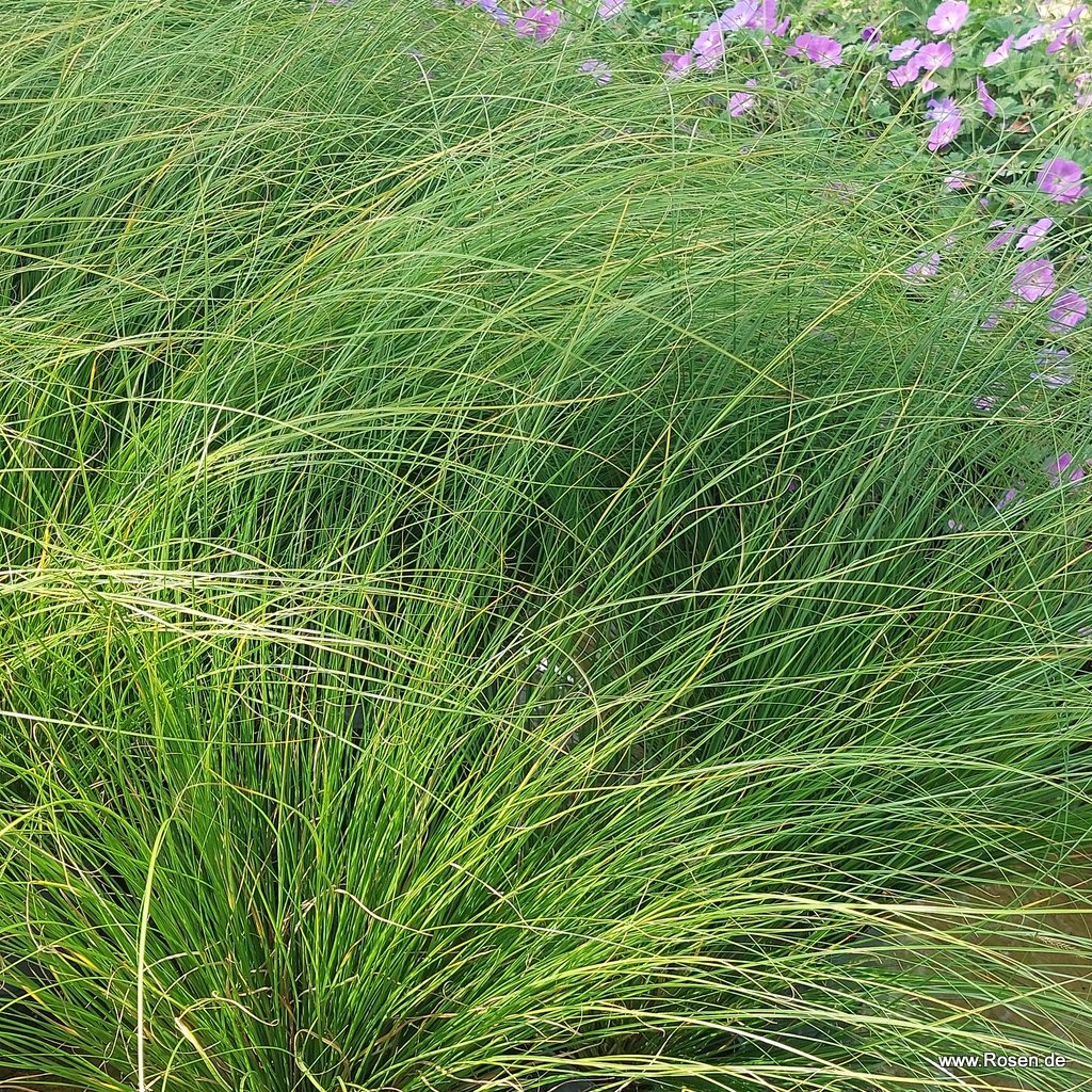 Carex 'Phoenix Green'