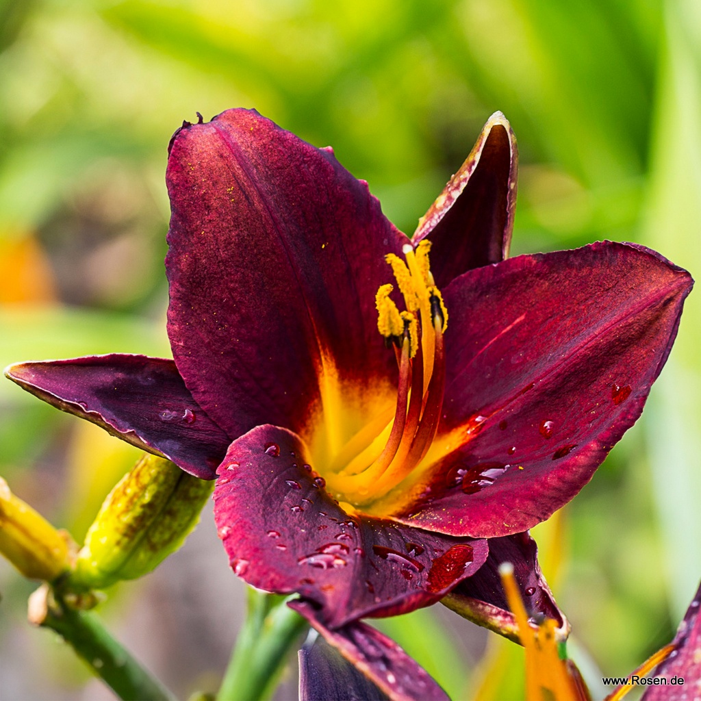 Taglilie 'Chicago Blackout'