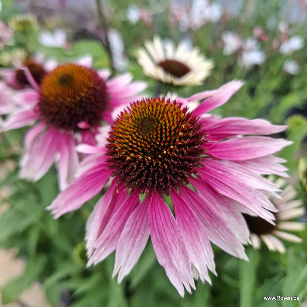 Sonnenhut 'Sombrero® Special White Purple'