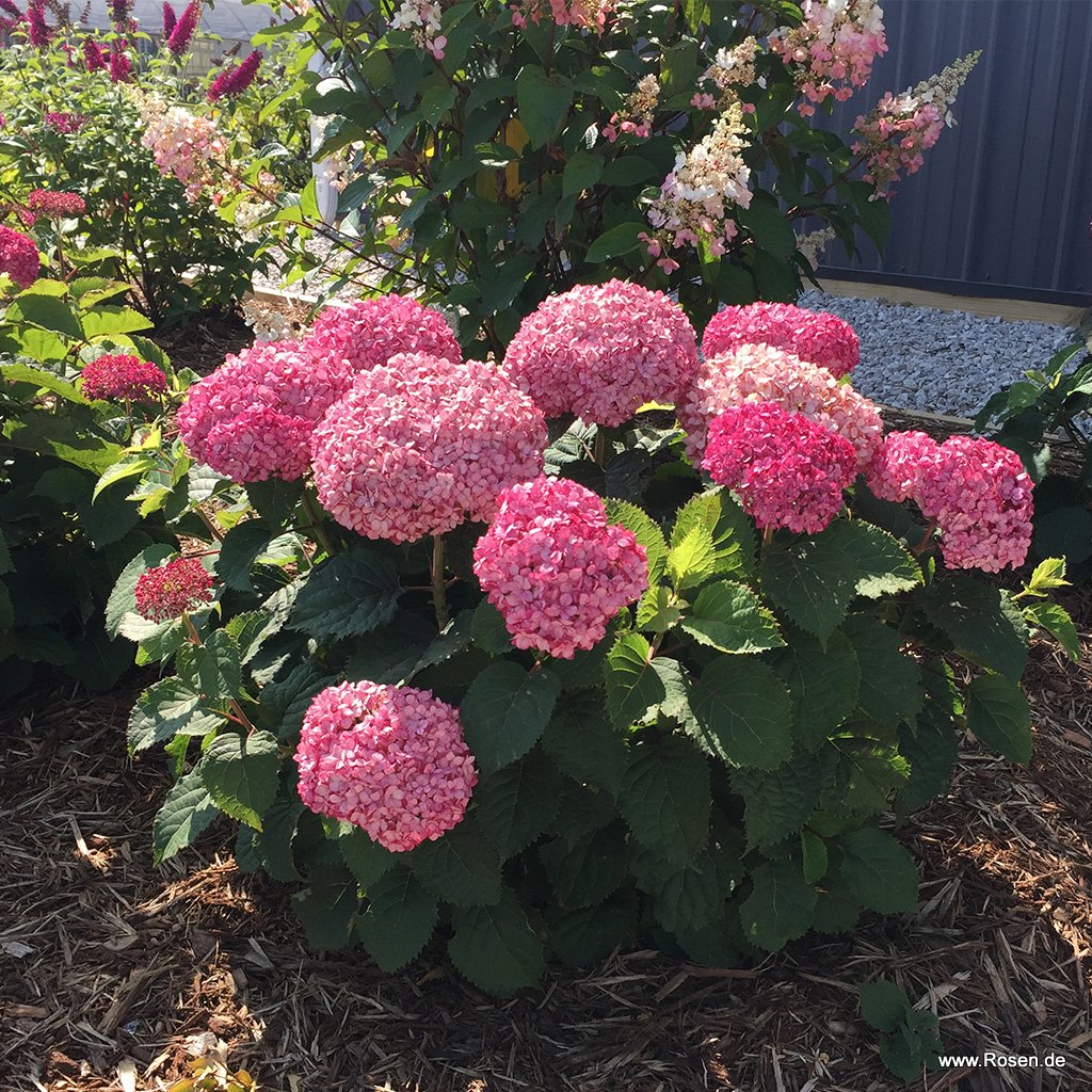 Ball-Hortensie BellaRagazza® Mauvette