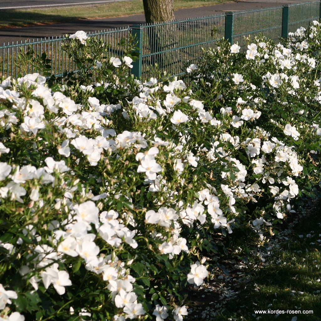 Artikelbild 8 des Artikels Escimo®