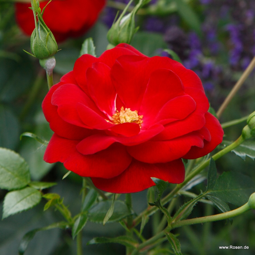 Artikelbild 2 des Artikels Cayenne®