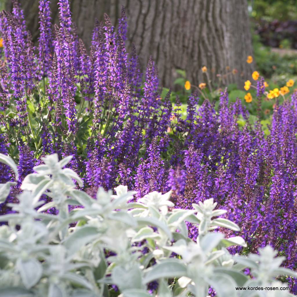 Ziersalbei 'Mainacht'
