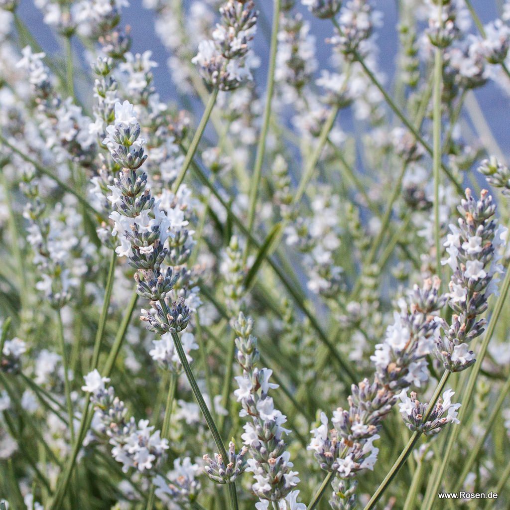 Lavendel 'Edelweiß'