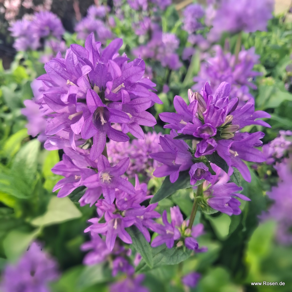 Knäuelglockenblume
