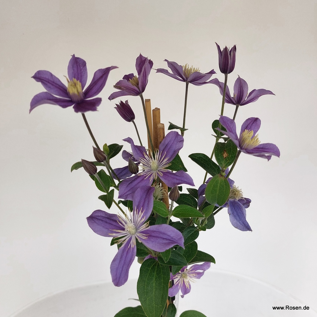 Artikelbild 4 des Artikels Clematis 'Arabella' Clematis 'Arabella'