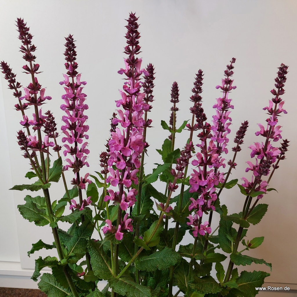 Ziersalbei ‘Marvel Rose‘