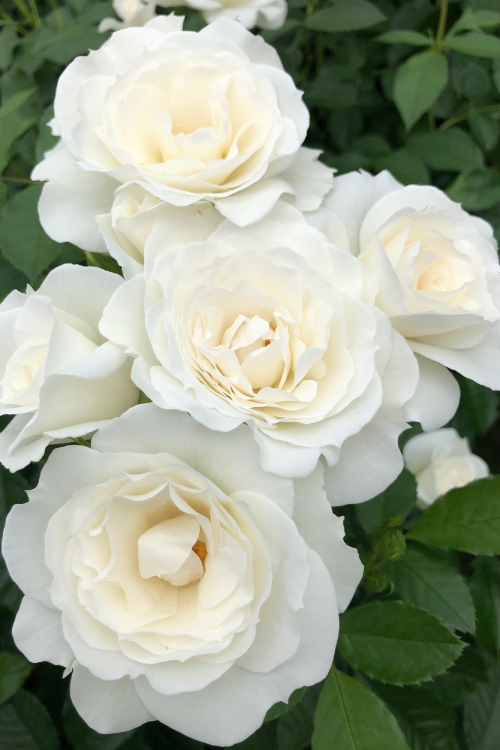 Baby Schneewittchen® aus der Kollektion Kordes Klima-Rosen®