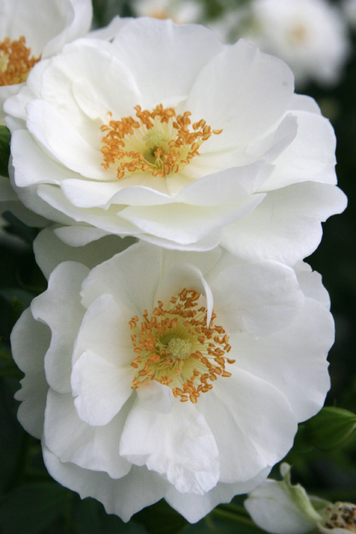 Innocenia® aus der Kollektion Kordes Klima-Rosen®