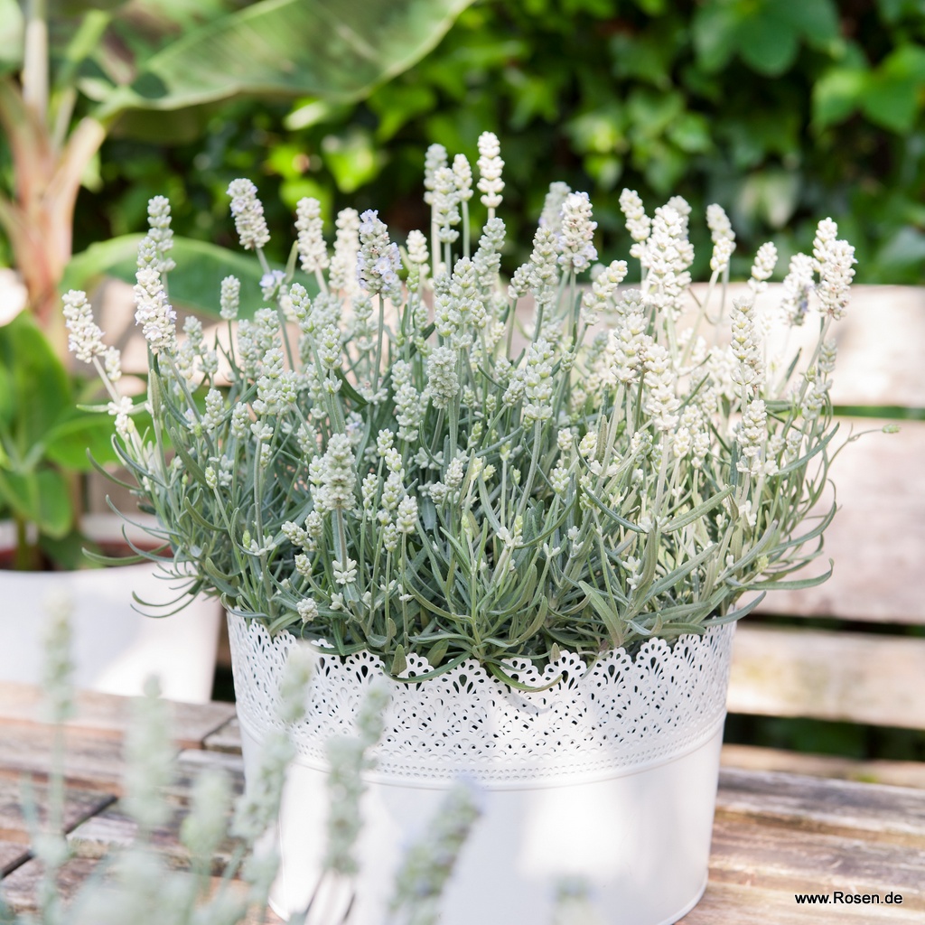 Artikelbild 1 des Artikels Lavendel 'White Summer' 4er-Set Lavendel 'White Summer'