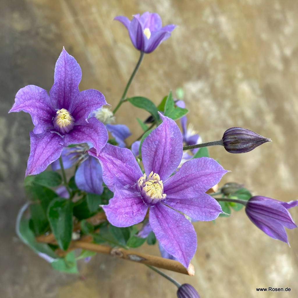 Artikelbild 3 des Artikels Clematis 'Arabella' Clematis 'Arabella'