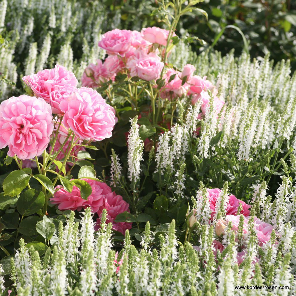 Artikelbild 1 des Artikels Ziersalbei 'Schneehügel' / 'Adrian' Ziersalbei 'Schneehügel' / 'Adrian'