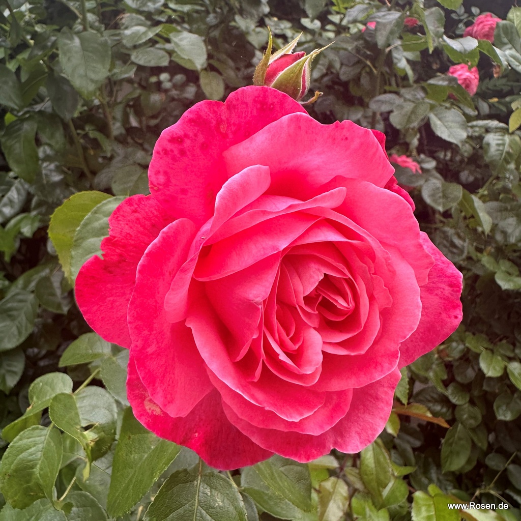 Artikelbild 5 des Artikels Rosanna® Rosanna®